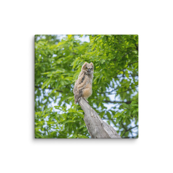 Baby Great horned owl! Canvas - Image 7