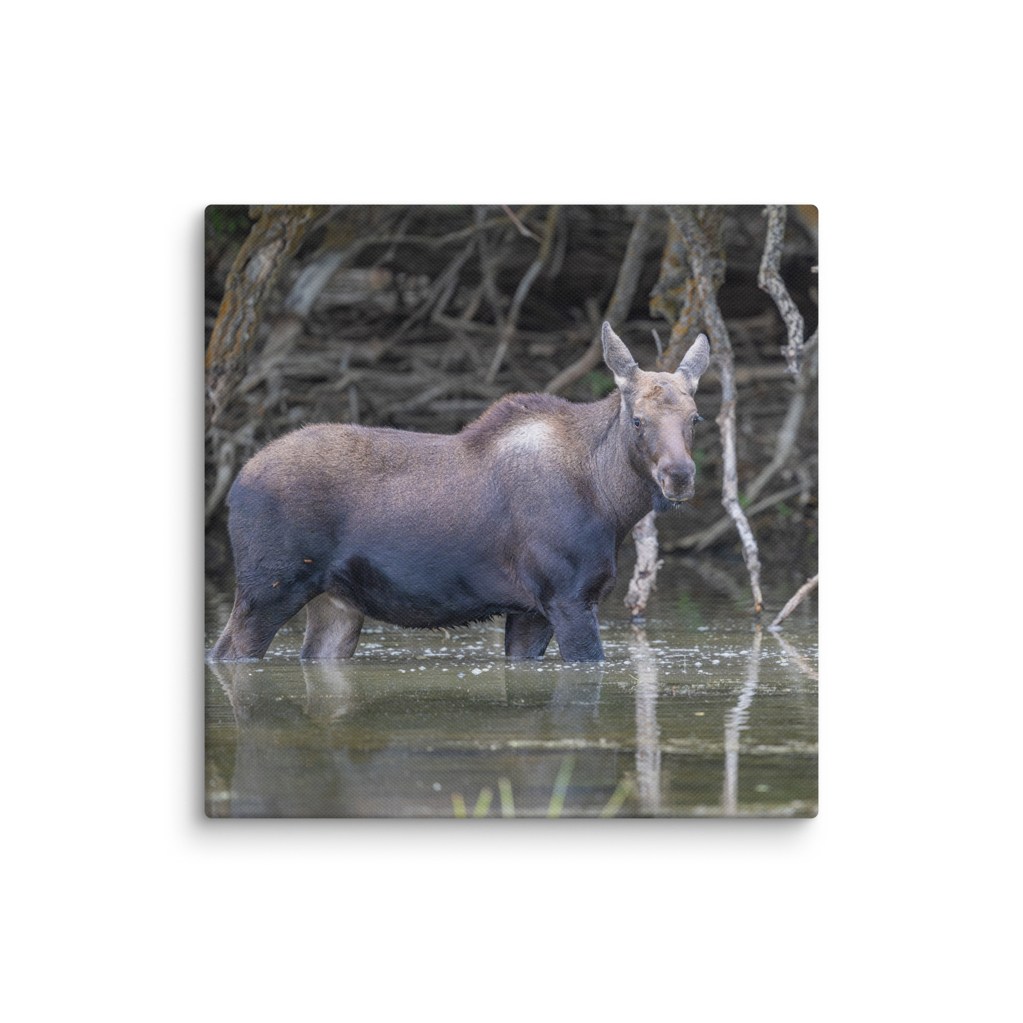Baby Moose! Canvas - Image 6