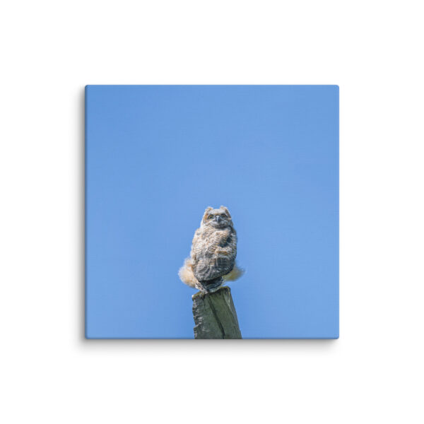 Baby Great horned owl! Canvas - Image 7