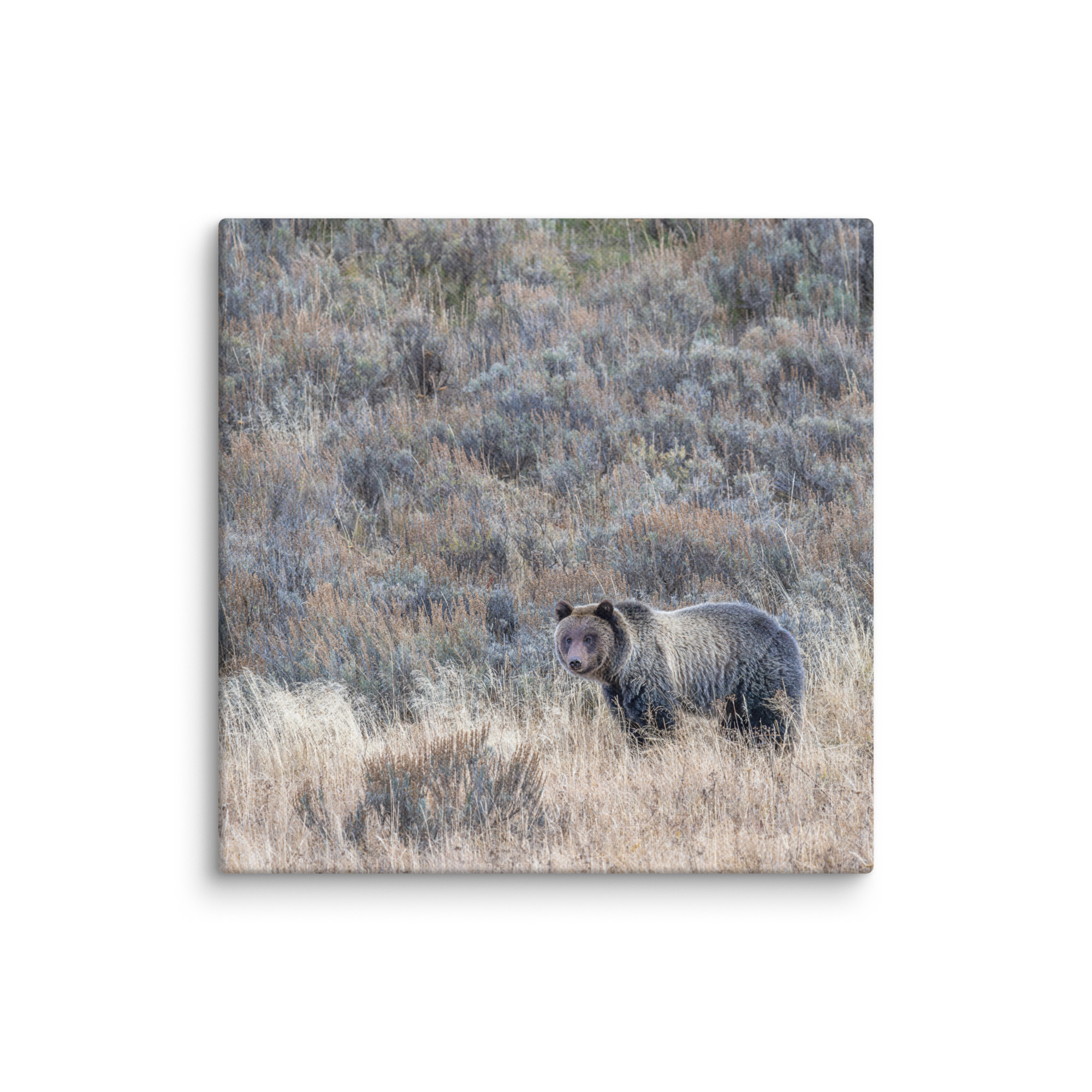 Grizzly bear! Canvas - Image 6