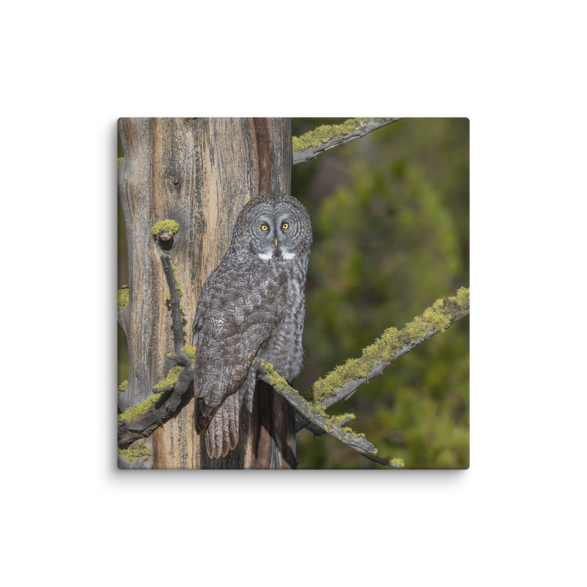 Great Grey Owl Basking in the Sun! Canvas - Image 5