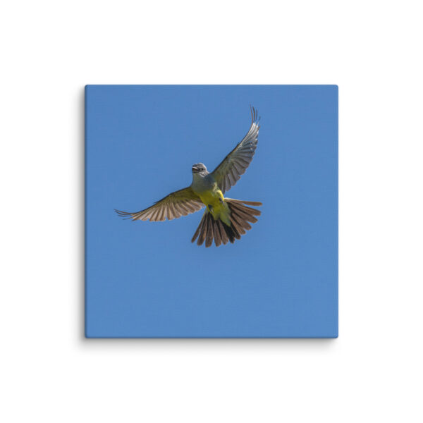 Western Kingbird Hovering Blue Sky! Canvas - Image 26