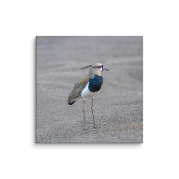 Southern lapwing! Canvas - Image 26