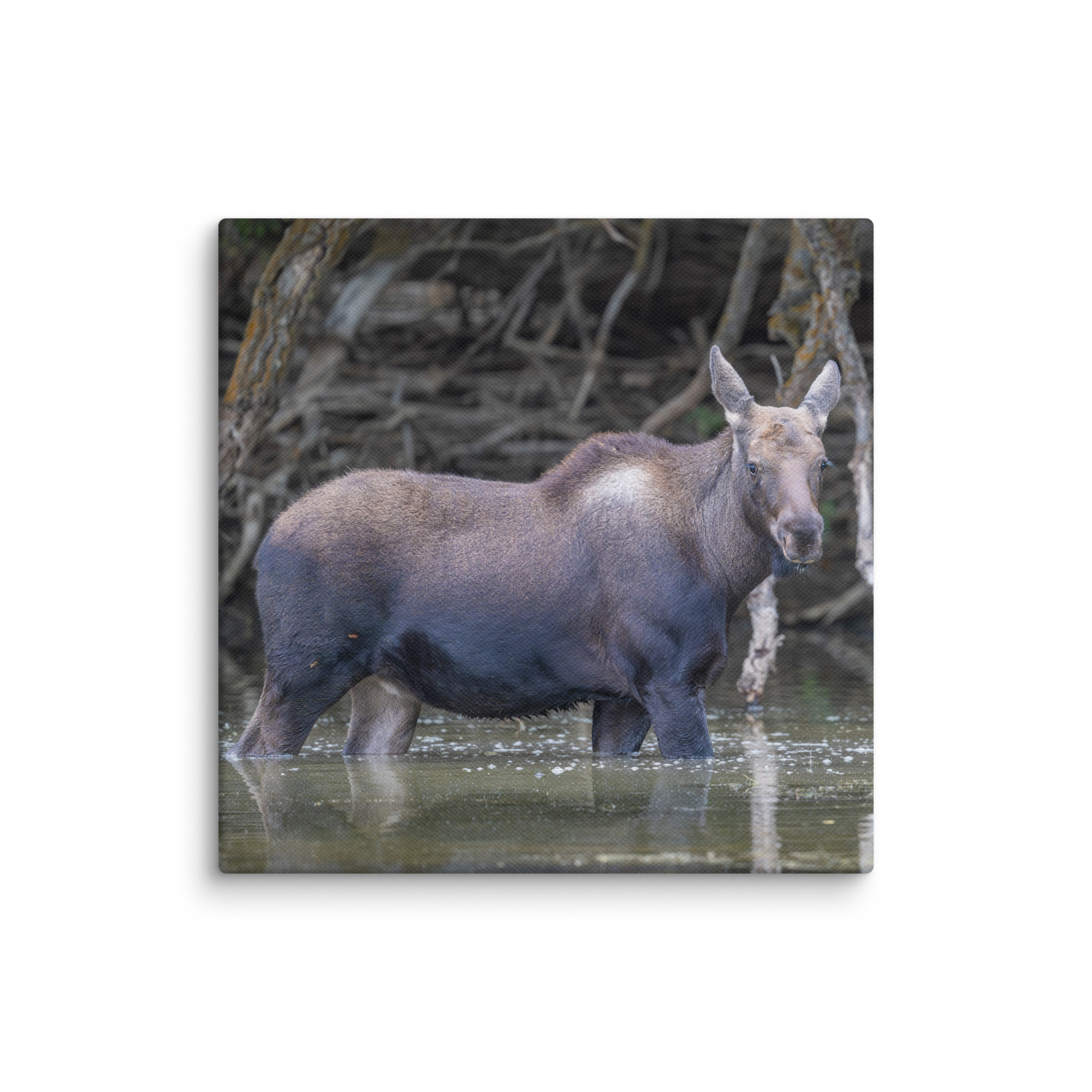 Baby Moose! Canvas - Image 20