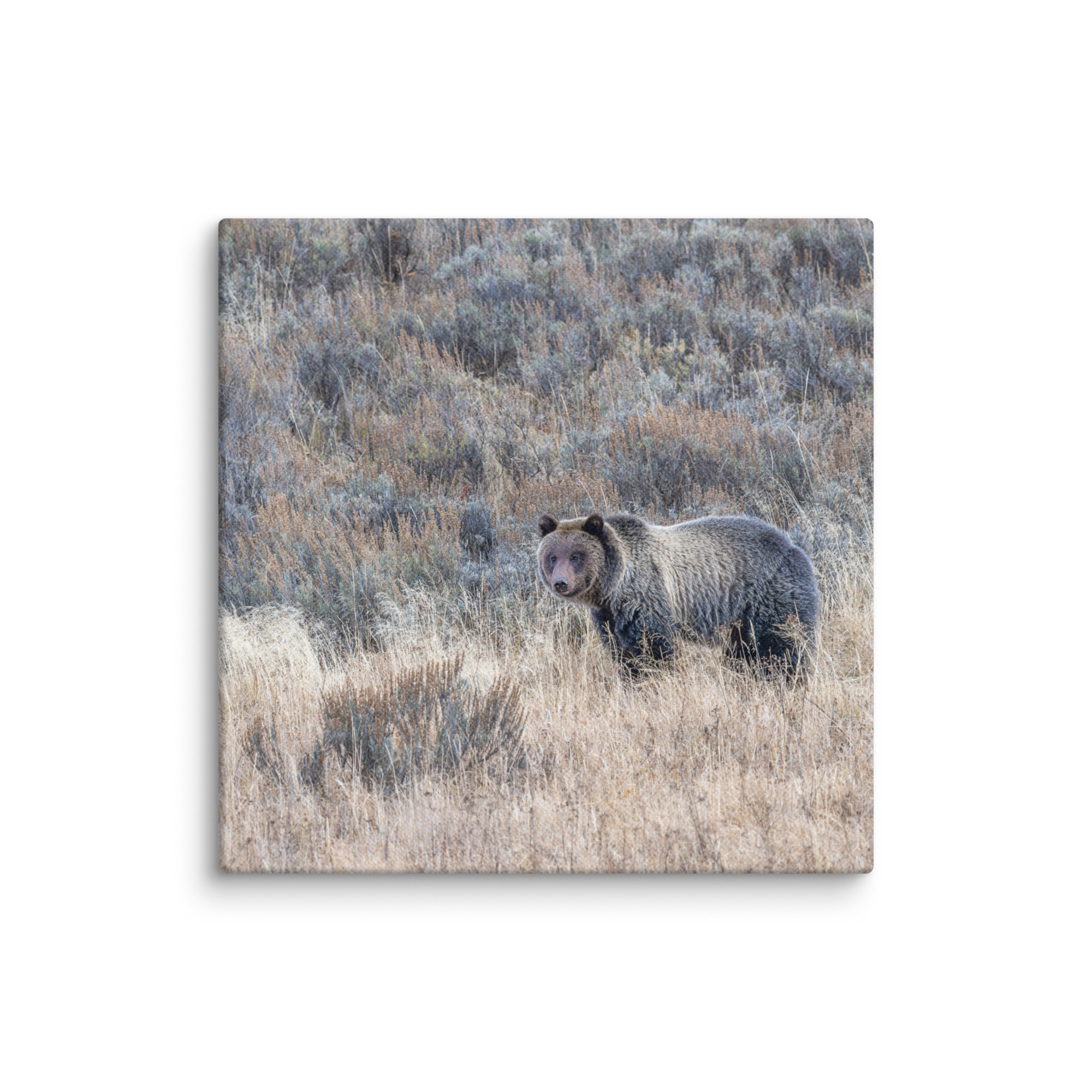 Grizzly bear! Canvas - Image 26