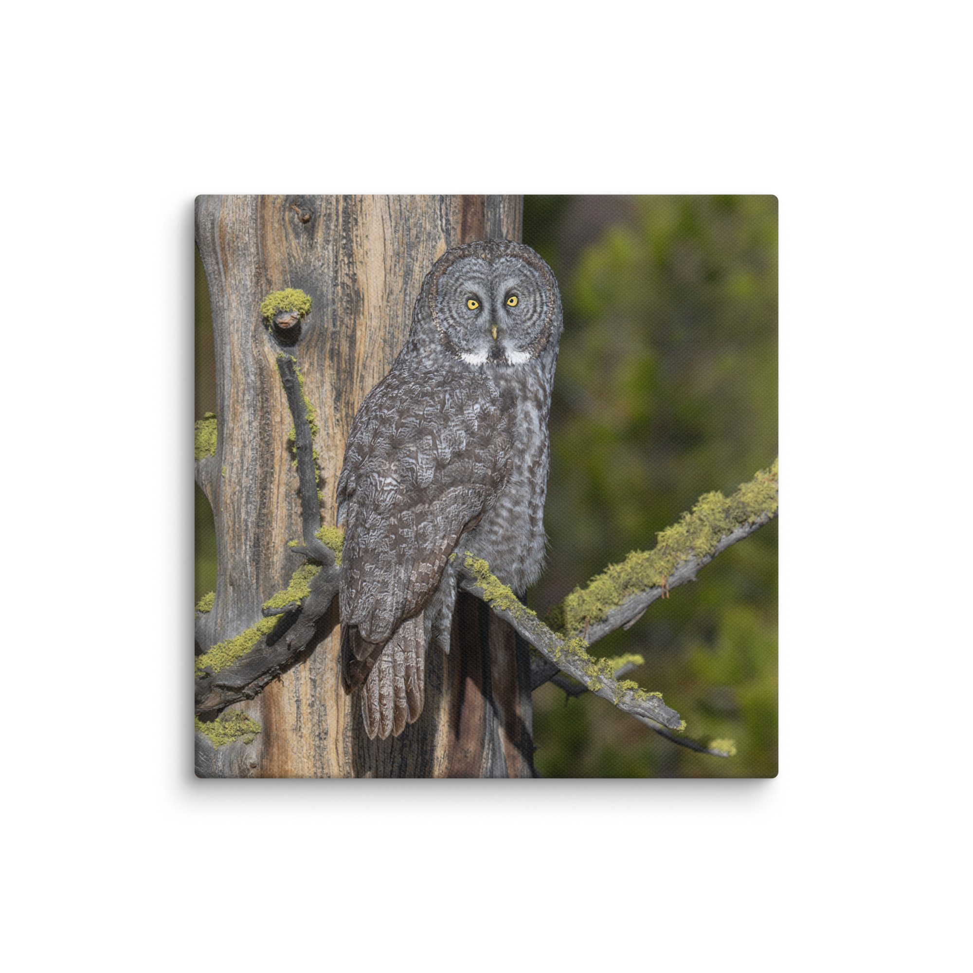 Great Grey Owl Basking in the Sun! Canvas - Image 15