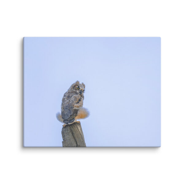 Baby Great Horned Owl! Canvas - Image 27