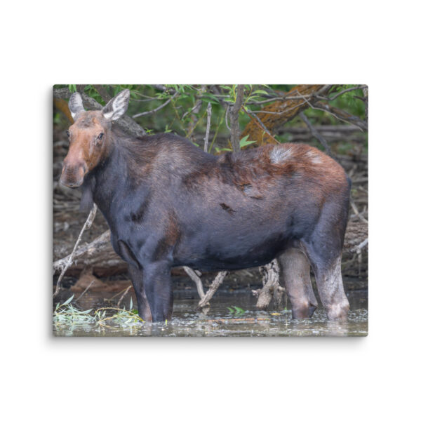 Portrait of a Mama Moose! Canvas - Image 18