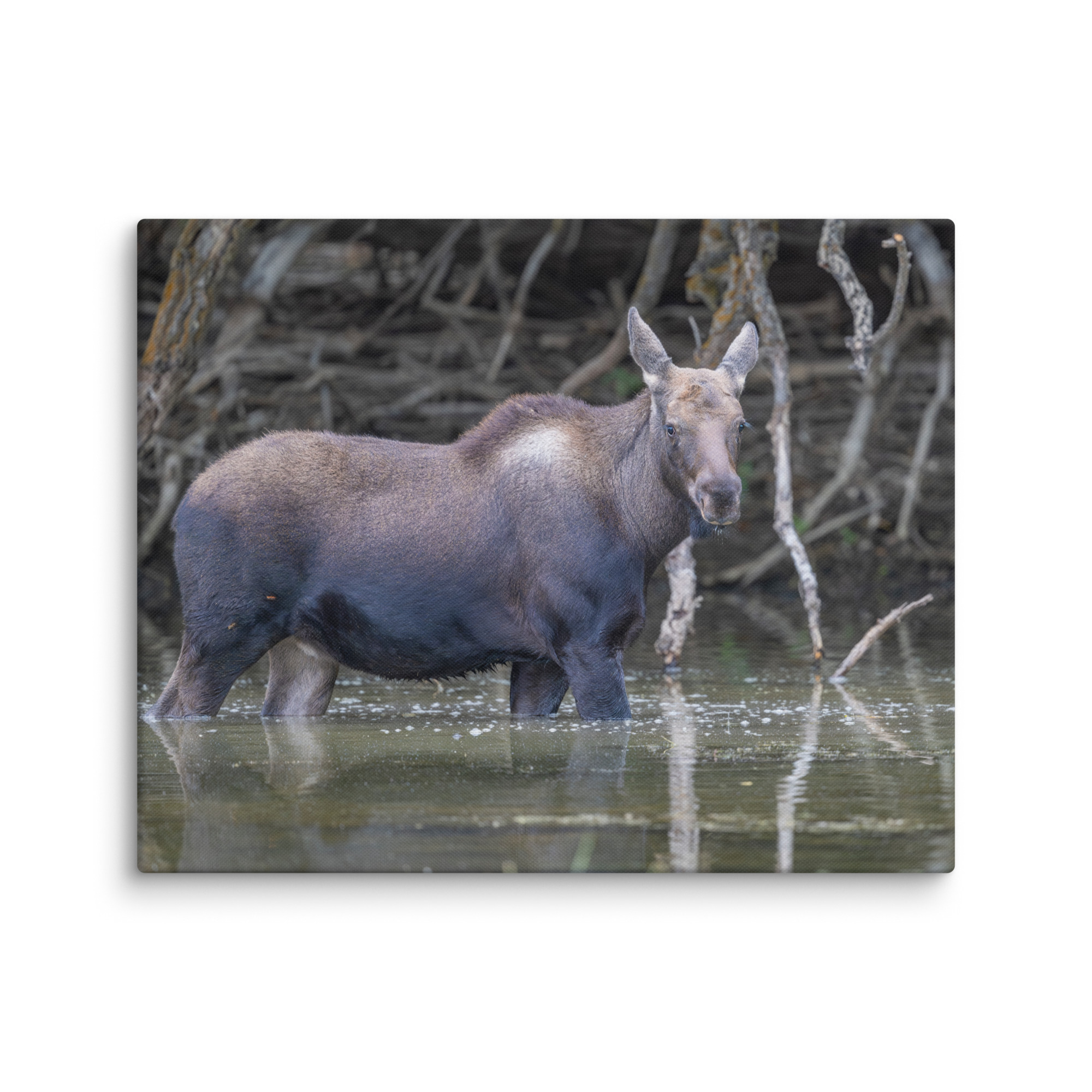 Baby Moose! Canvas - Image 21