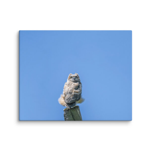 Baby Great horned owl! Canvas - Image 26