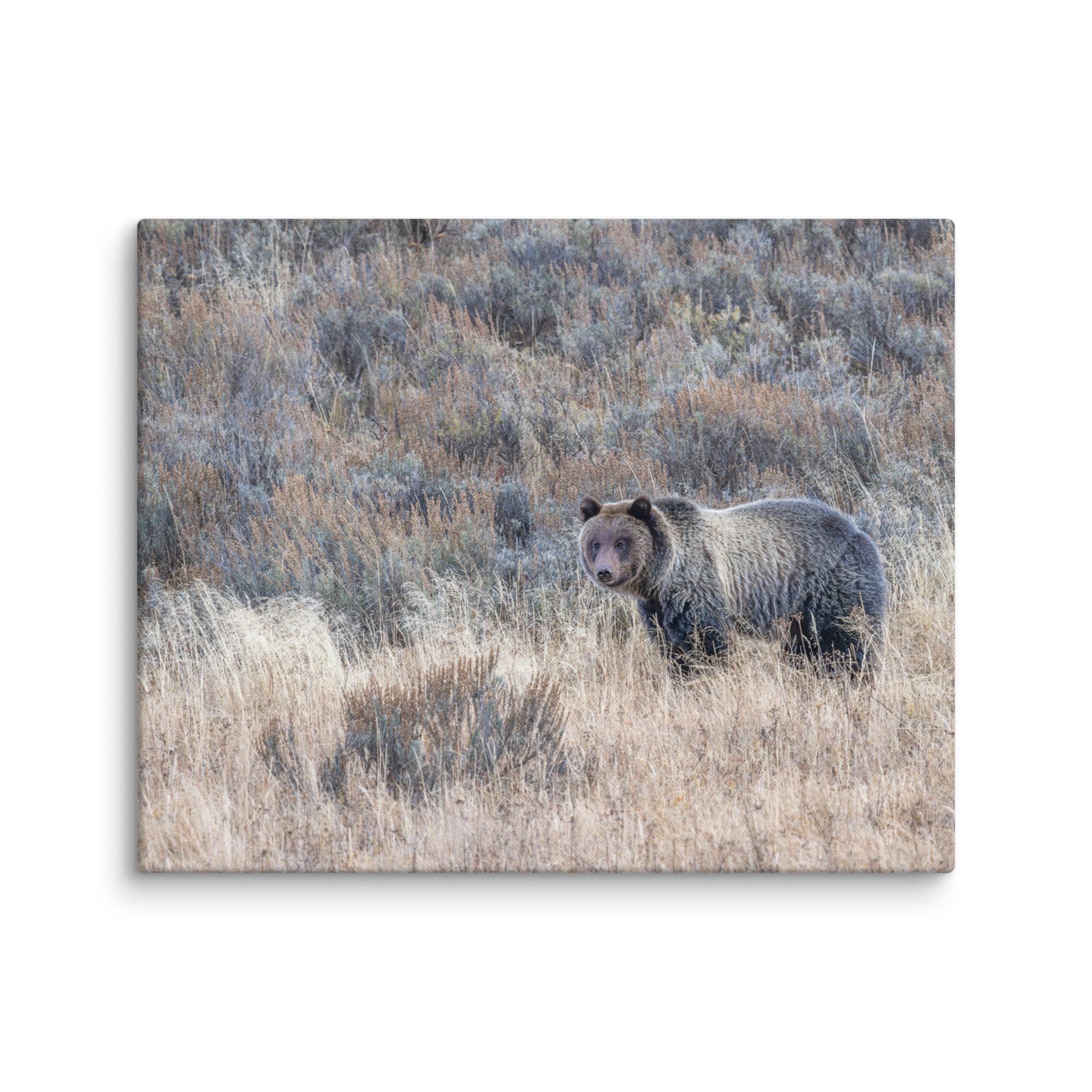 Grizzly bear! Canvas - Image 27