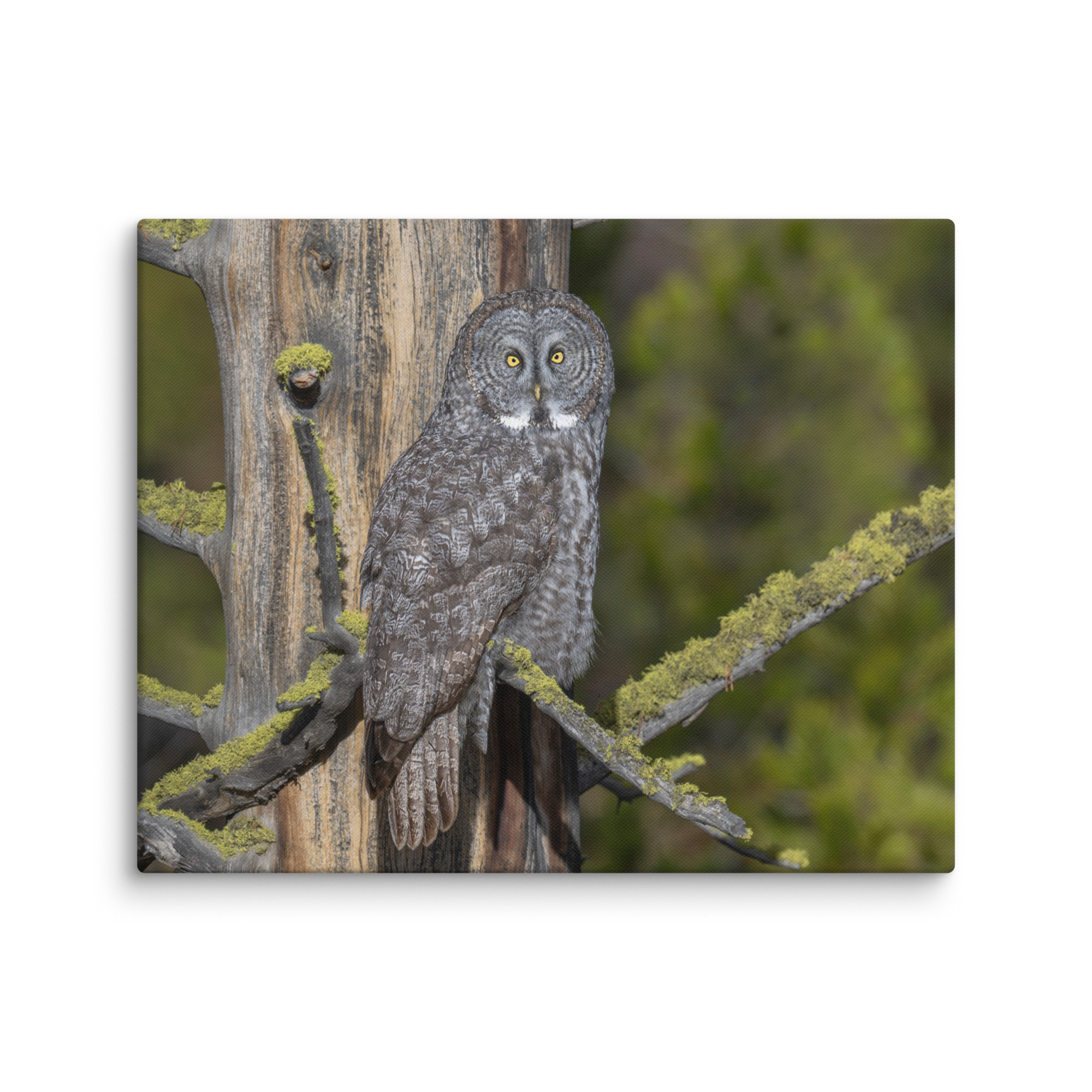 Great Grey Owl Basking in the Sun! Canvas - Image 16