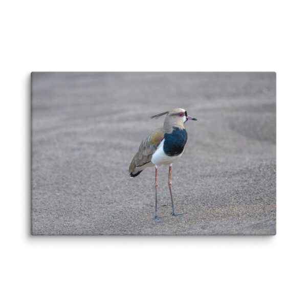 Southern lapwing! Canvas - Image 8