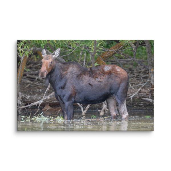 Portrait of a Mama Moose! Canvas - Image 4