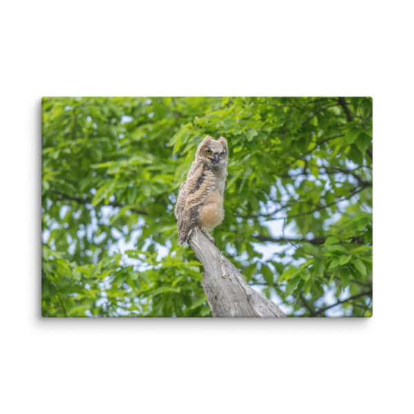 Baby Great horned owl! Canvas - Image 8