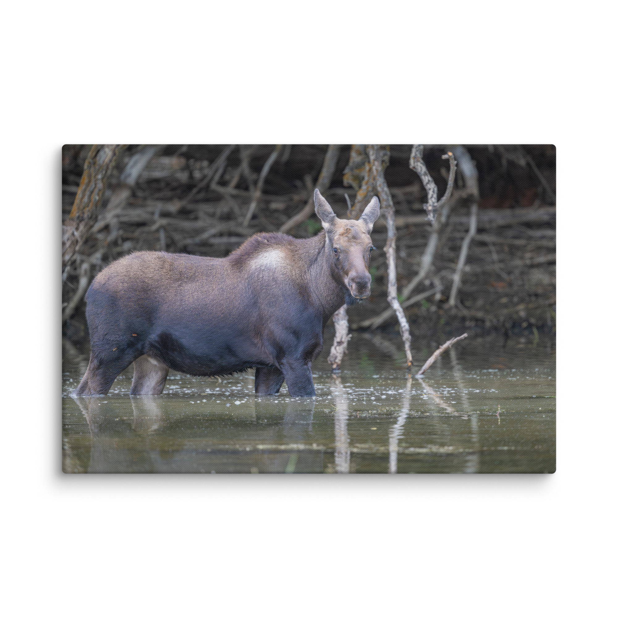 Baby Moose! Canvas - Image 7