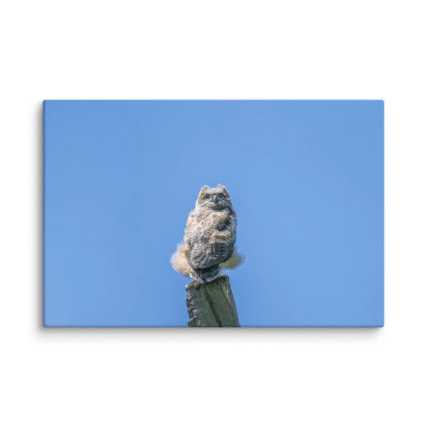 Baby Great horned owl! Canvas - Image 8