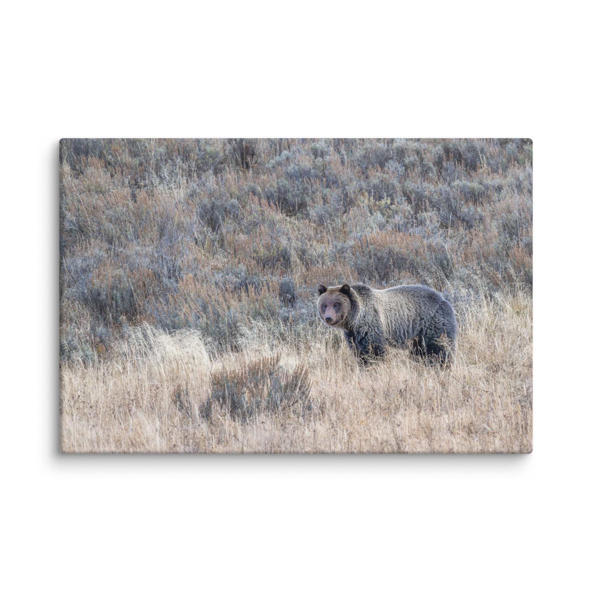 Grizzly bear! Canvas - Image 7