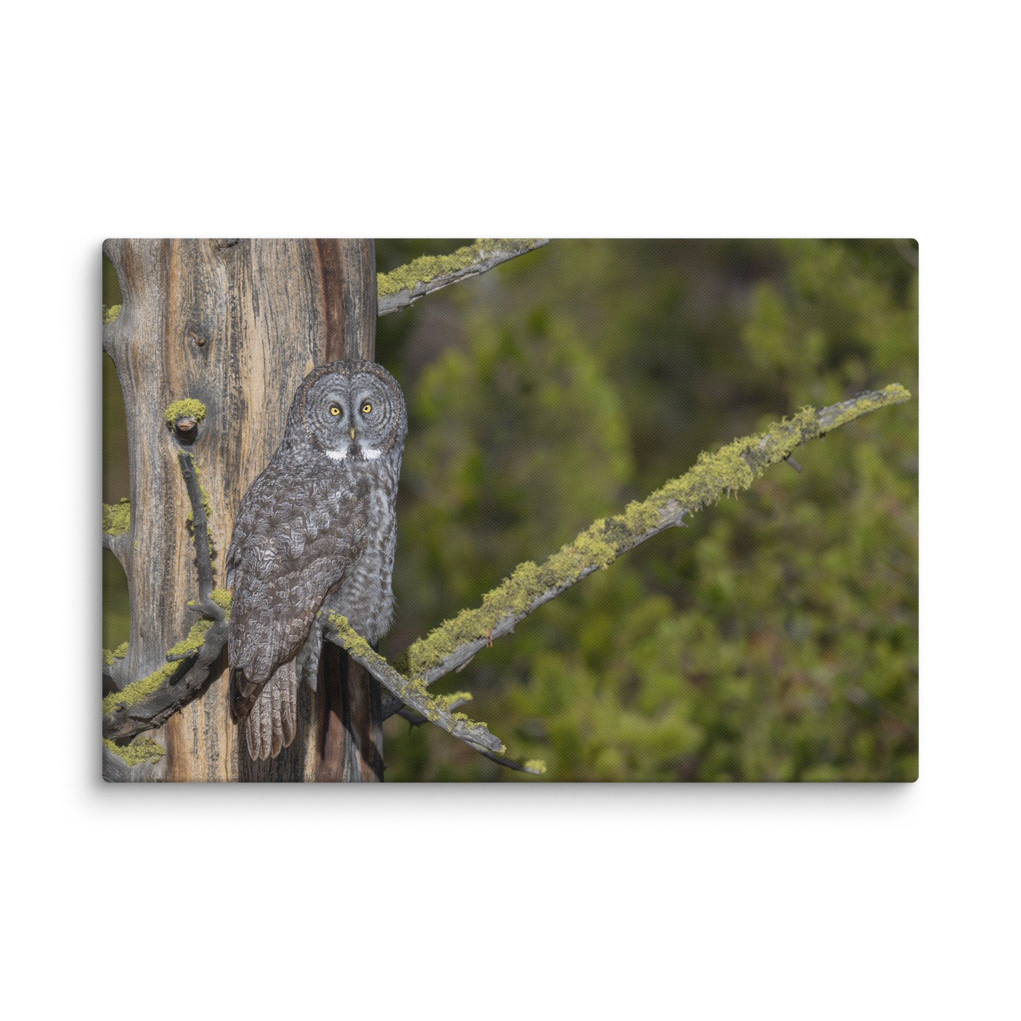 Great Grey Owl Basking in the Sun! Canvas - Image 6