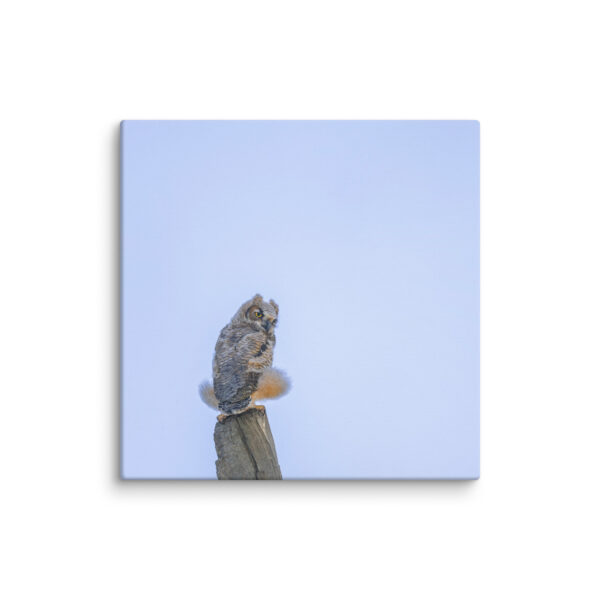 Baby Great Horned Owl! Canvas - Image 9