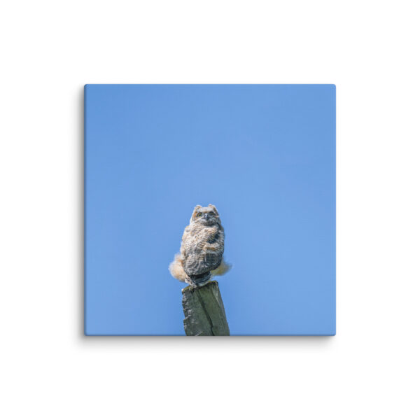 Baby Great horned owl! Canvas - Image 9