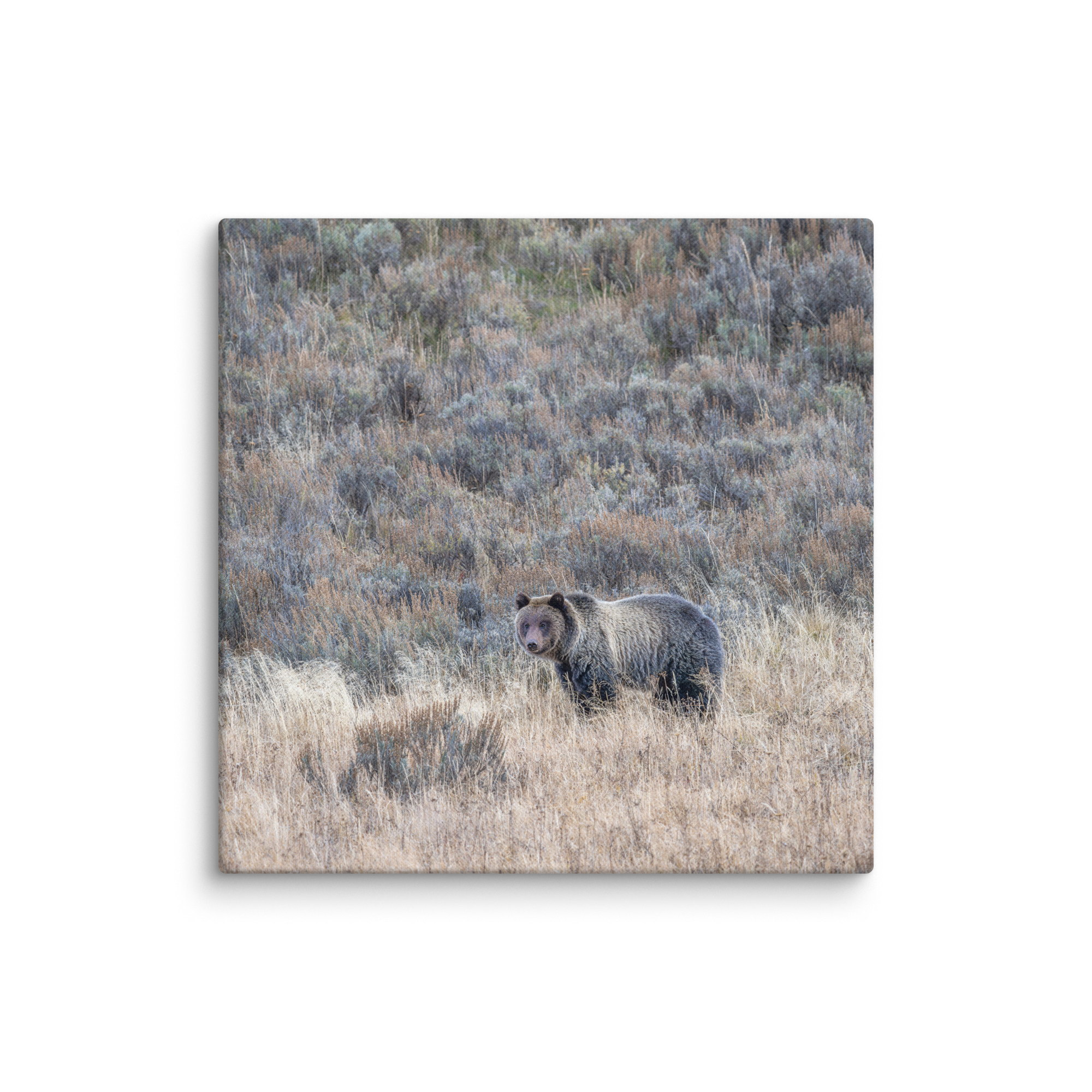 Grizzly bear! Canvas - Image 8