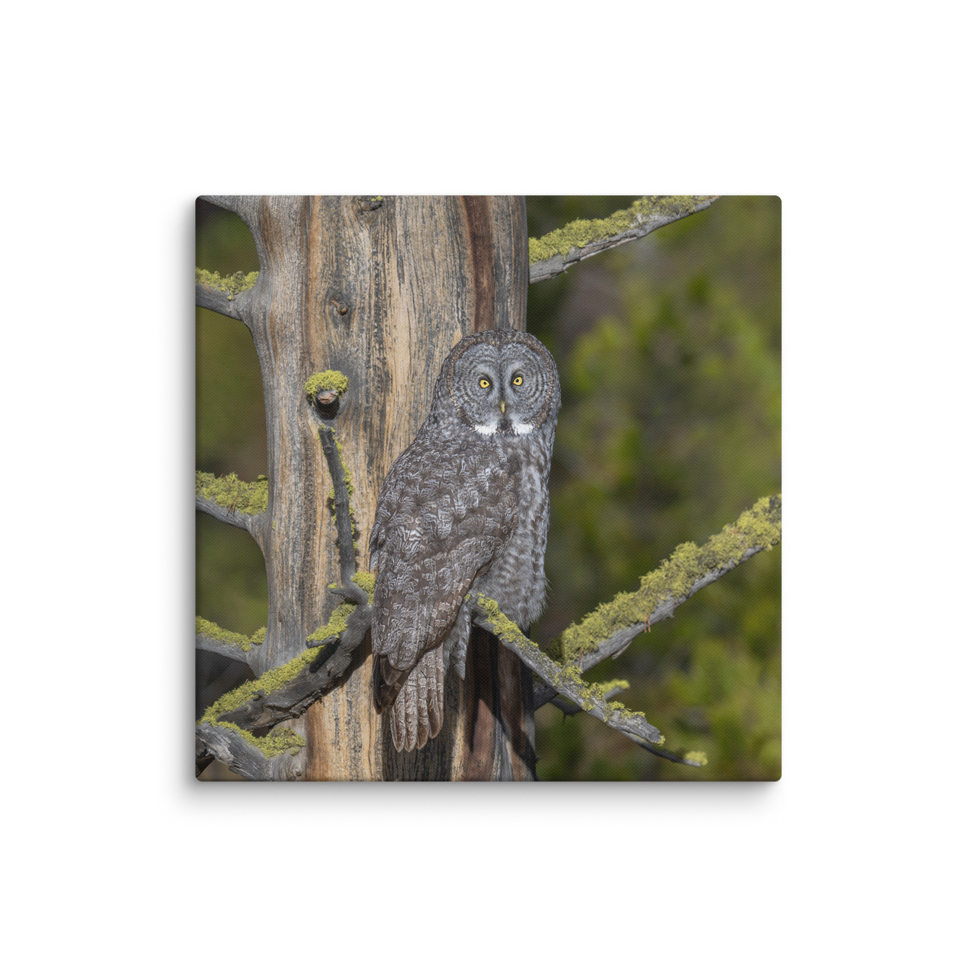 Great Grey Owl Basking in the Sun! Canvas - Image 7