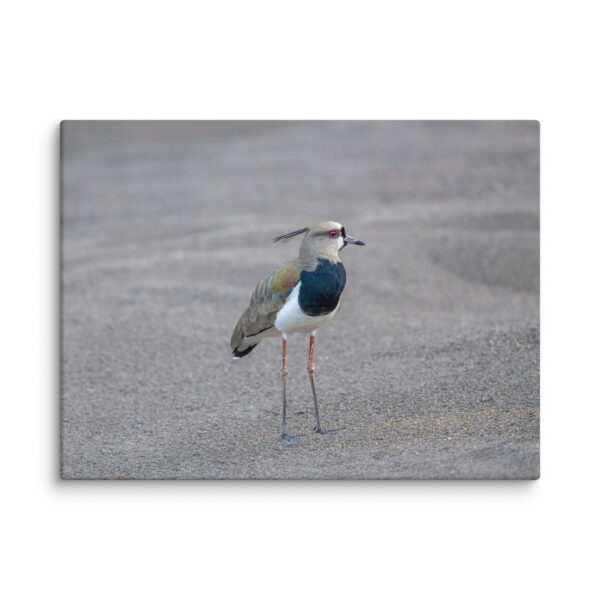 Southern lapwing! Canvas - Image 28