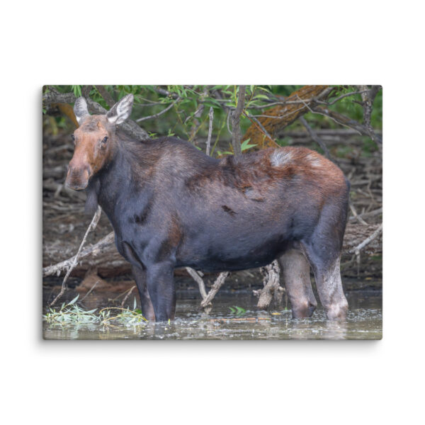 Portrait of a Mama Moose! Canvas - Image 19