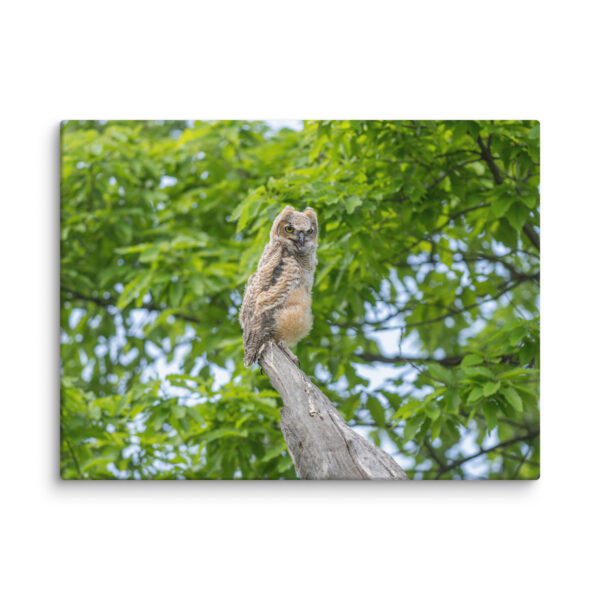 Baby Great horned owl! Canvas - Image 28