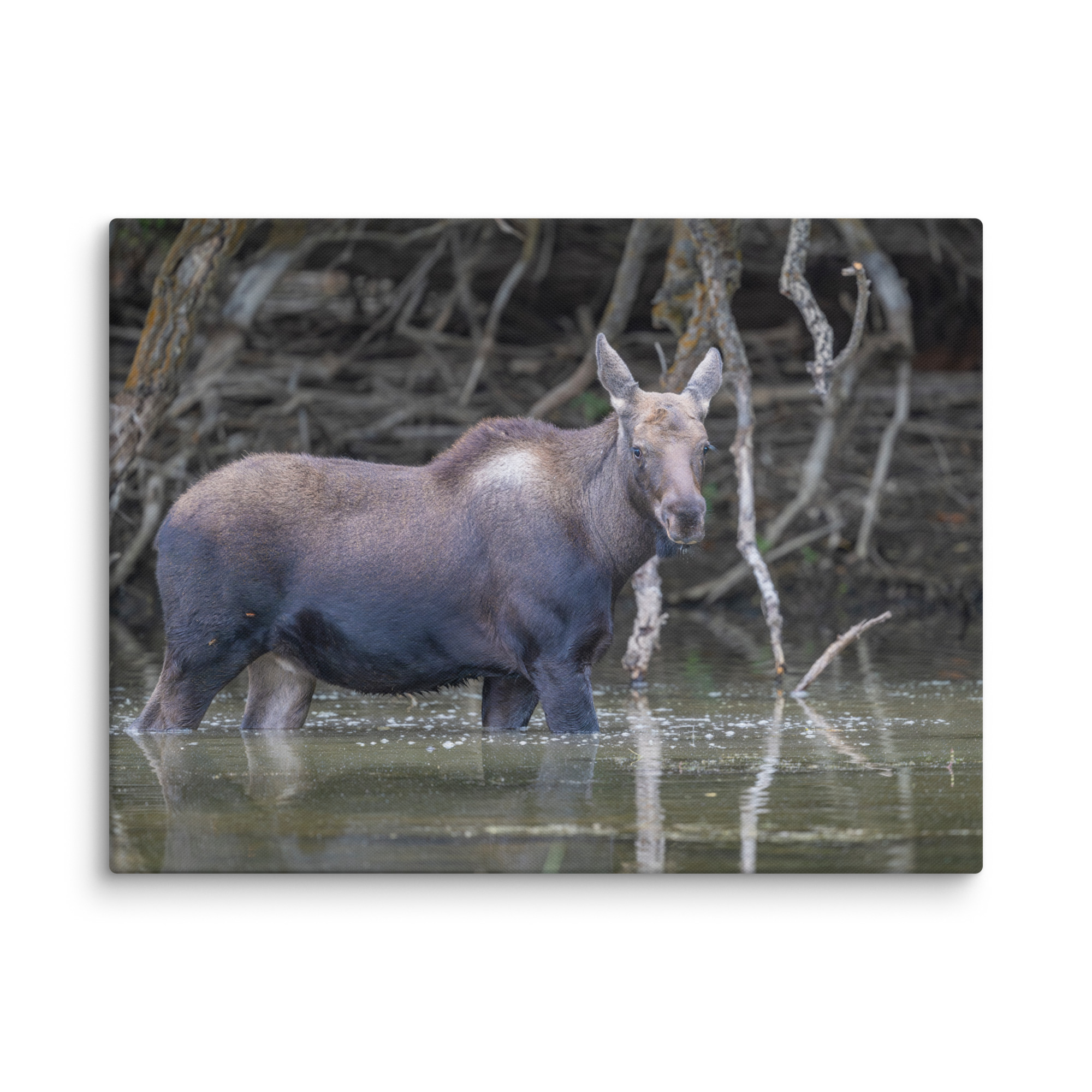 Baby Moose! Canvas - Image 22