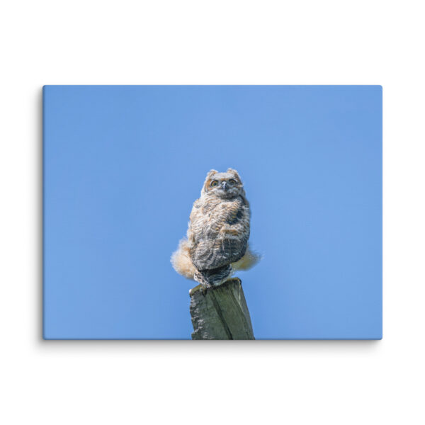 Baby Great horned owl! Canvas - Image 27