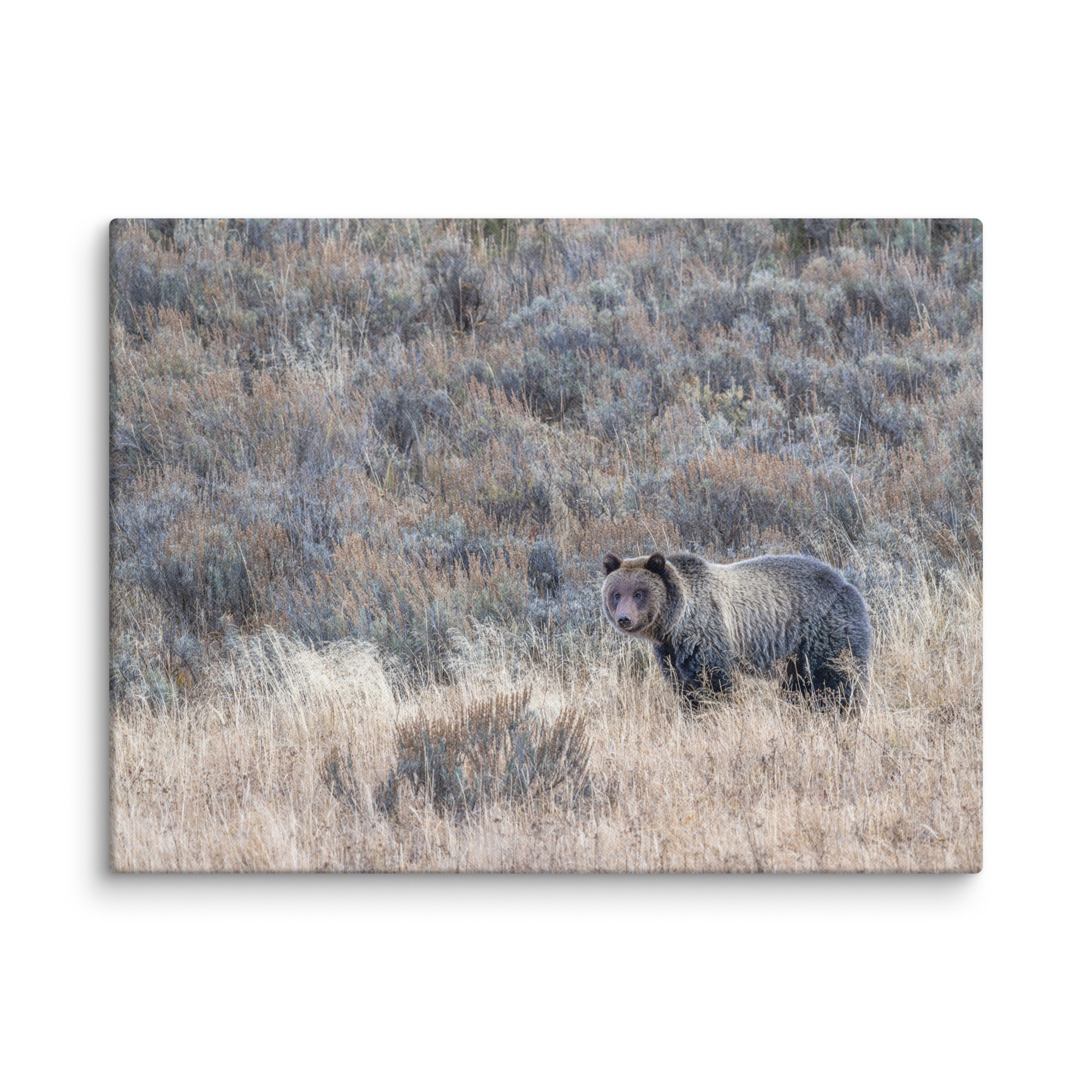 Grizzly bear! Canvas - Image 28