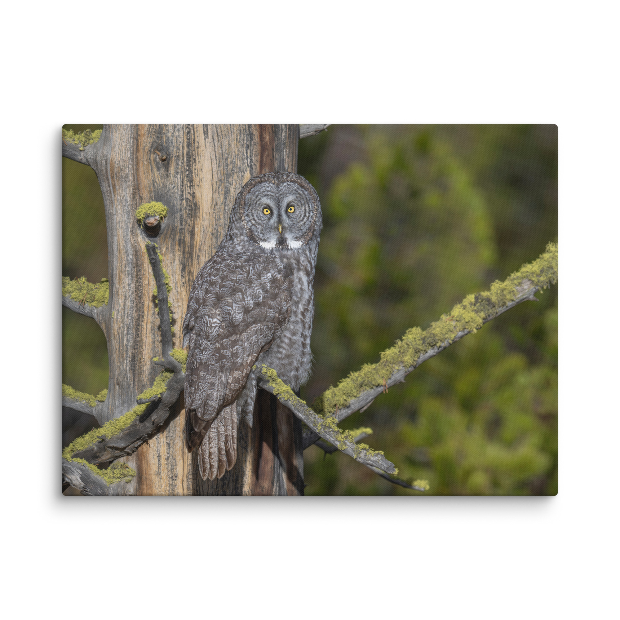 Great Grey Owl Basking in the Sun! Canvas - Image 17