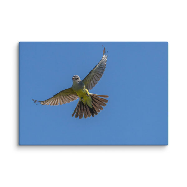 Western Kingbird Hovering Blue Sky! Canvas - Image 10