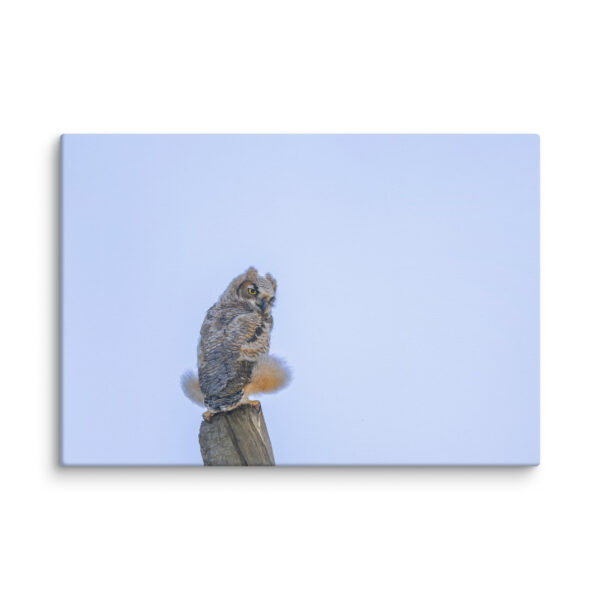 Baby Great Horned Owl! Canvas - Image 10