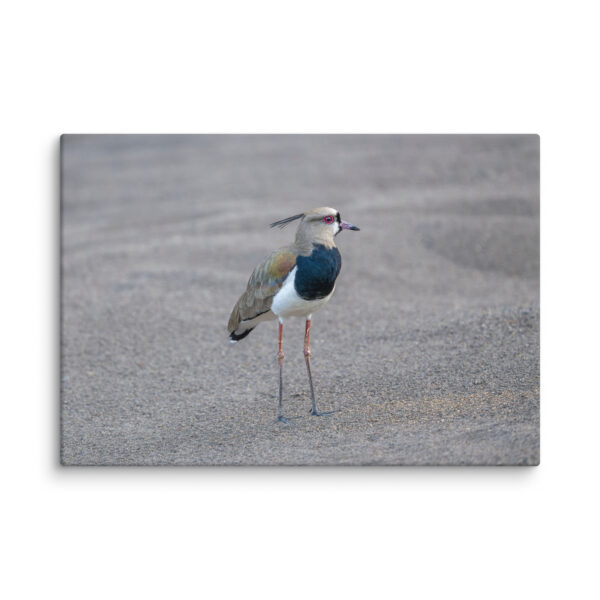 Southern lapwing! Canvas - Image 10