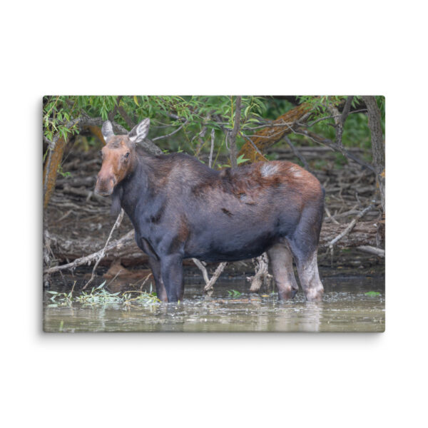 Portrait of a Mama Moose! Canvas - Image 5