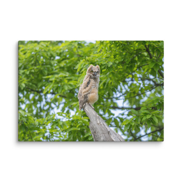 Baby Great horned owl! Canvas - Image 10