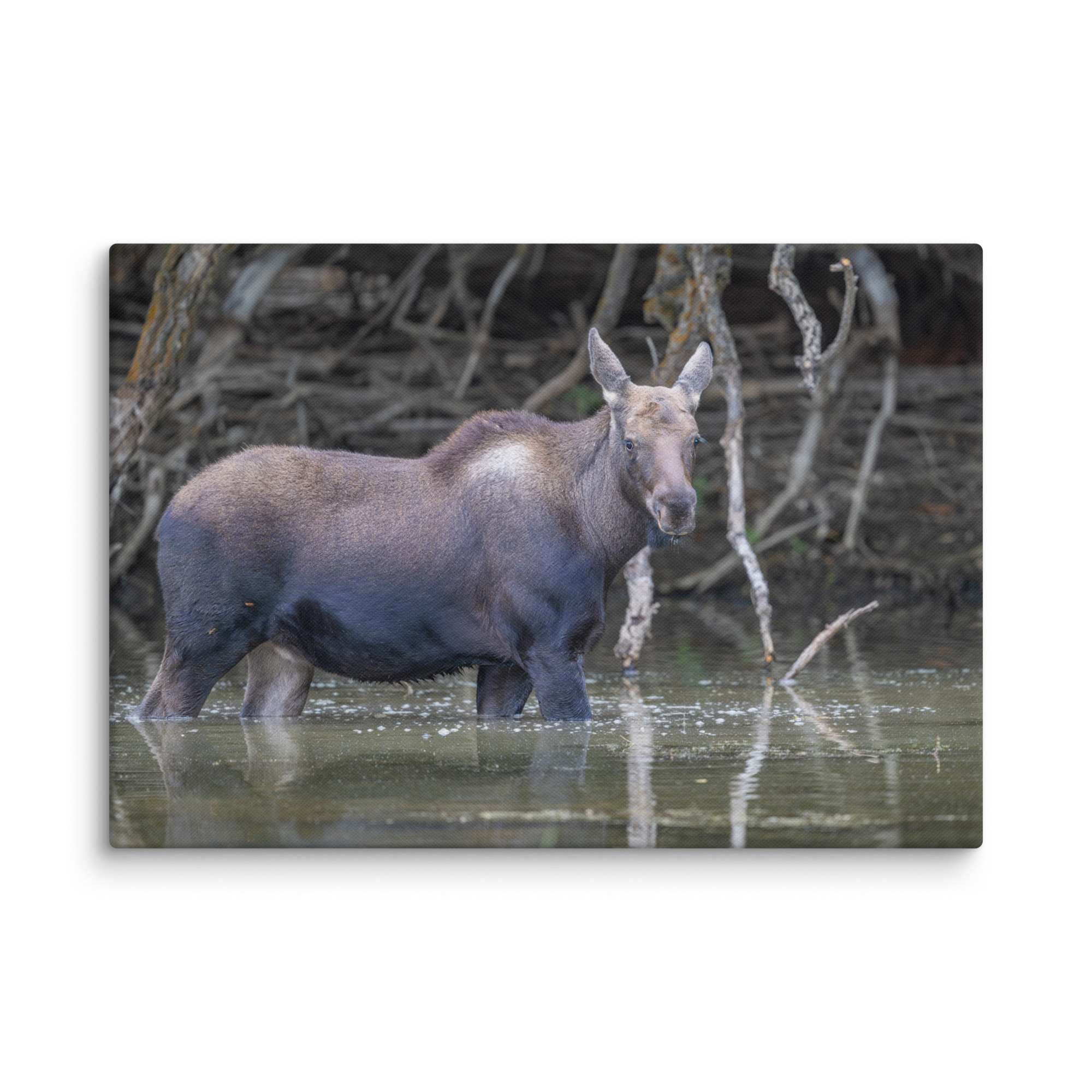 Baby Moose! Canvas - Image 9
