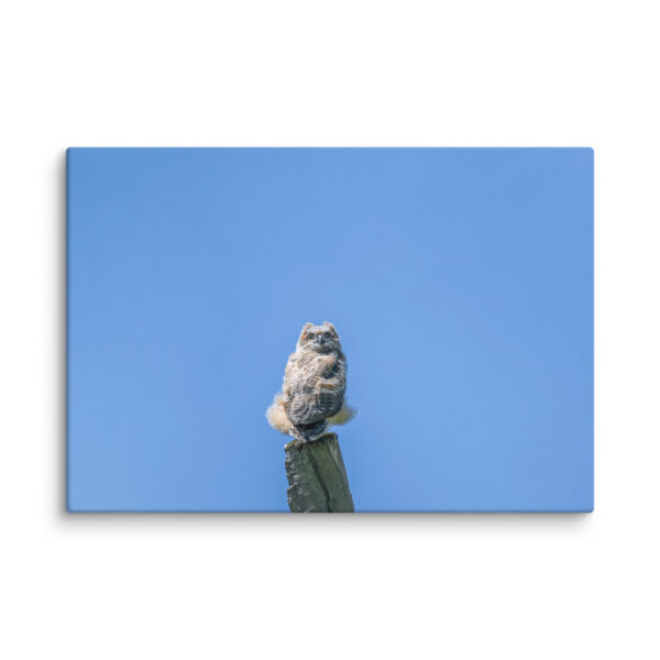 Baby Great horned owl! Canvas - Image 10
