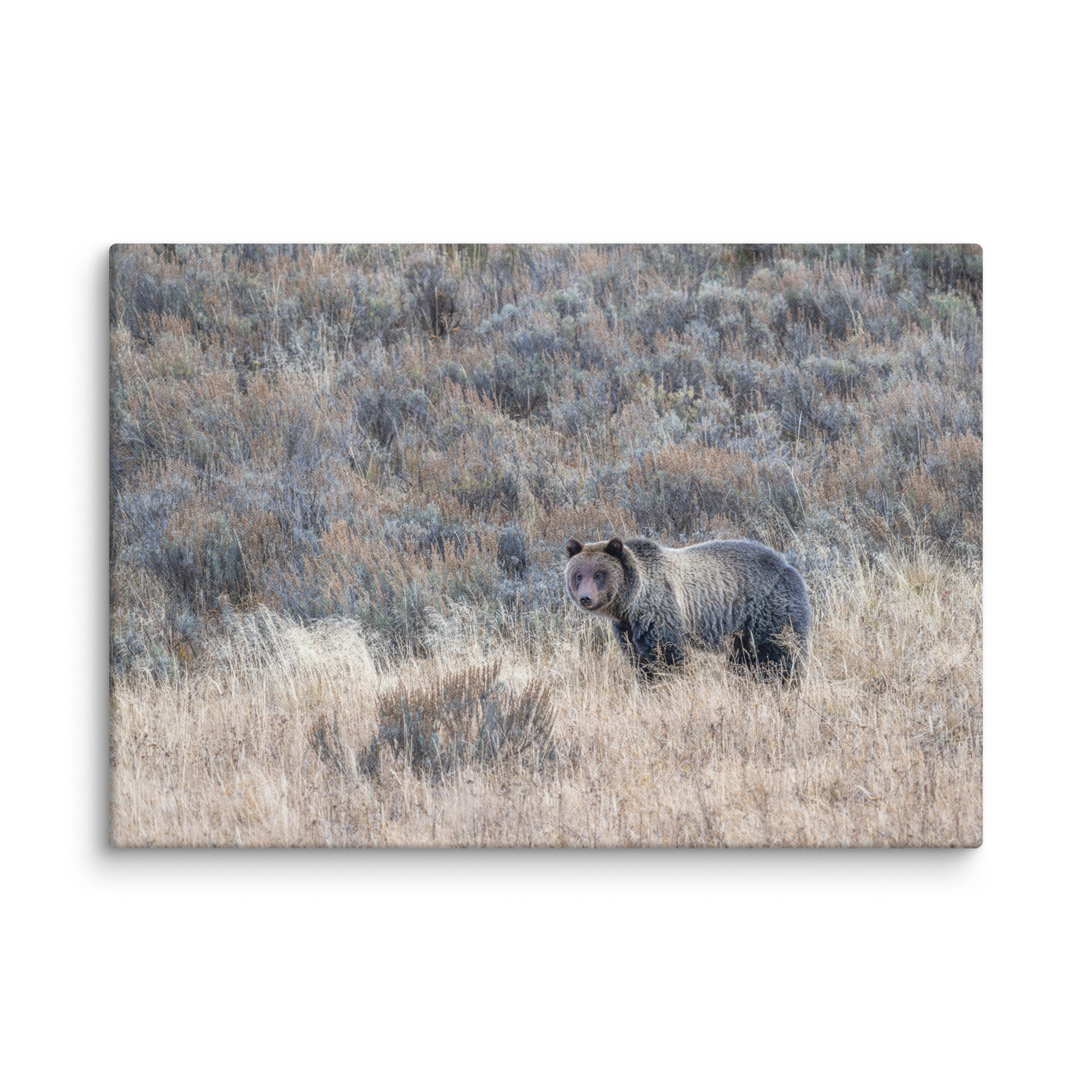Grizzly bear! Canvas - Image 9