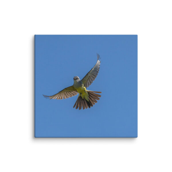 Western Kingbird Hovering Blue Sky! Canvas - Image 11