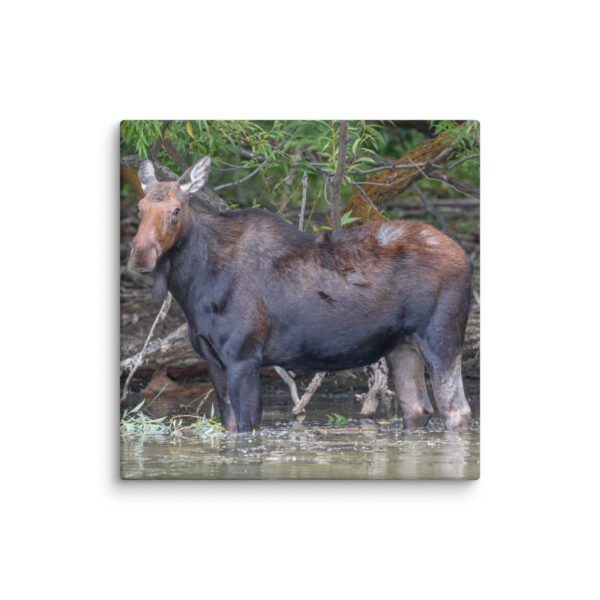 Portrait of a Mama Moose! Canvas - Image 6