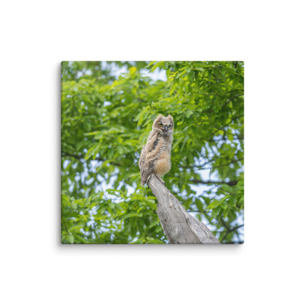 Baby Great horned owl! Canvas - Image 11