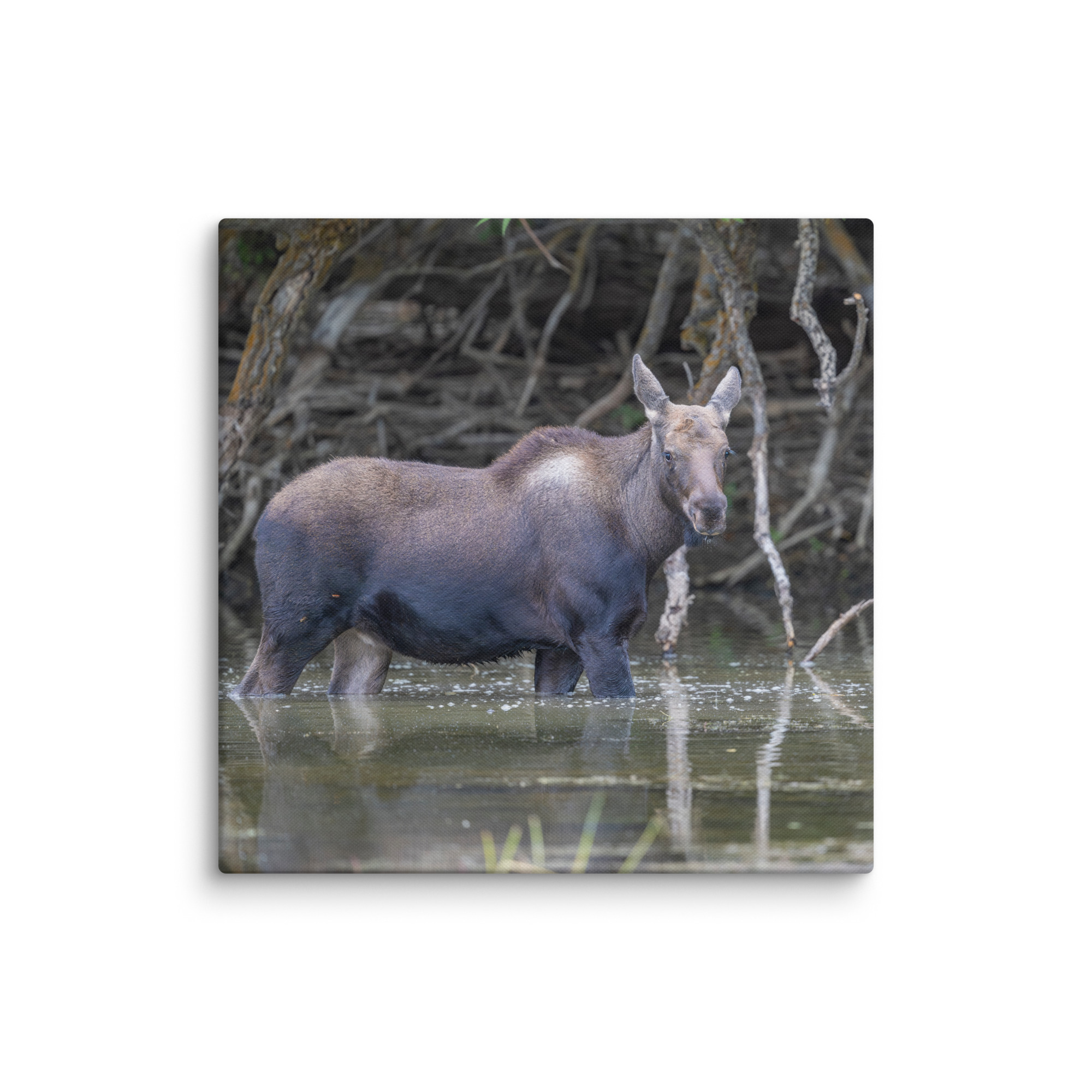 Baby Moose! Canvas - Image 10