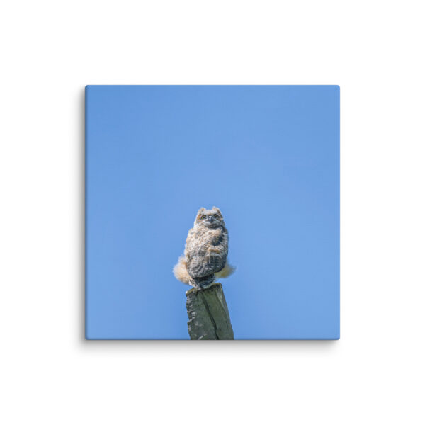 Baby Great horned owl! Canvas - Image 11