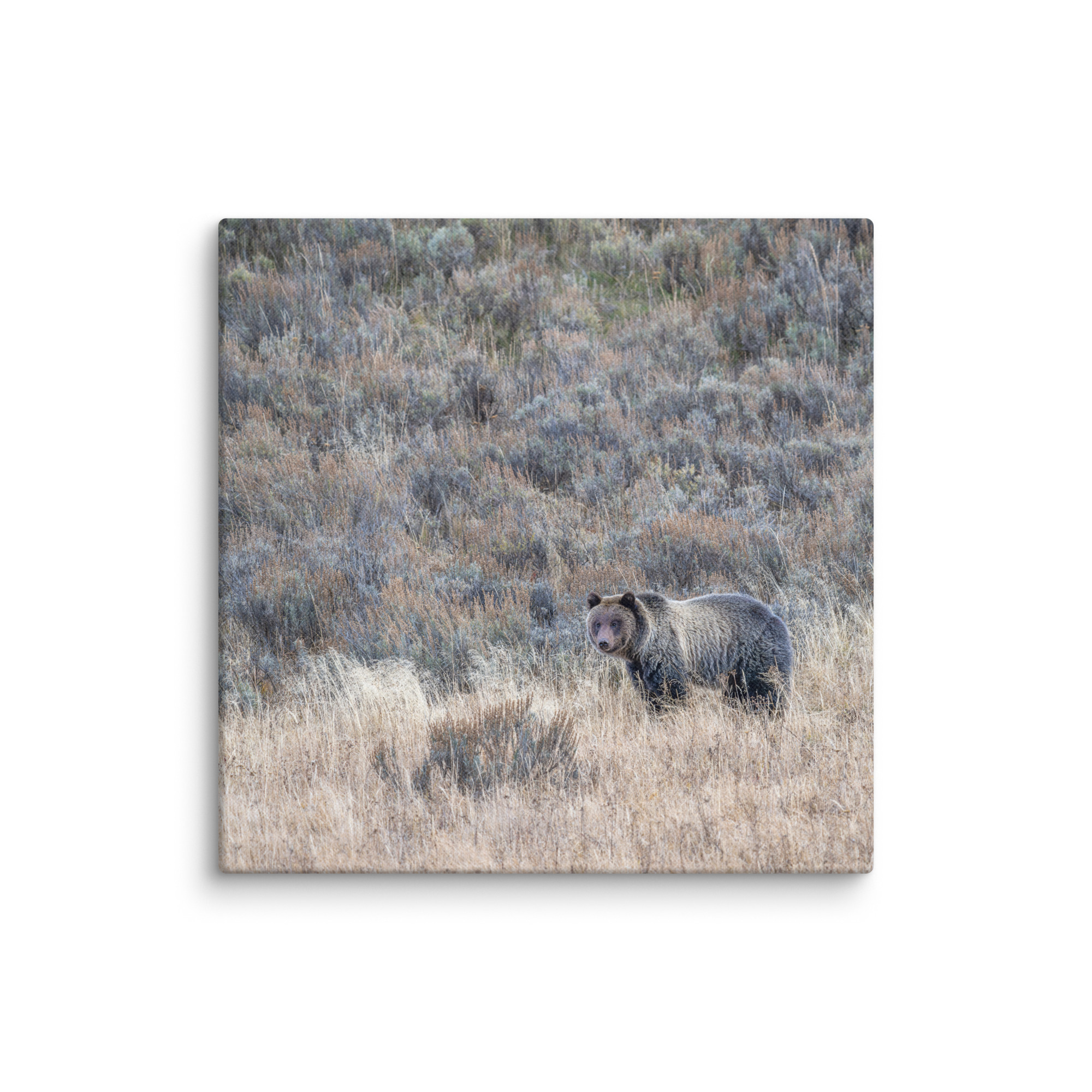 Grizzly bear! Canvas - Image 10
