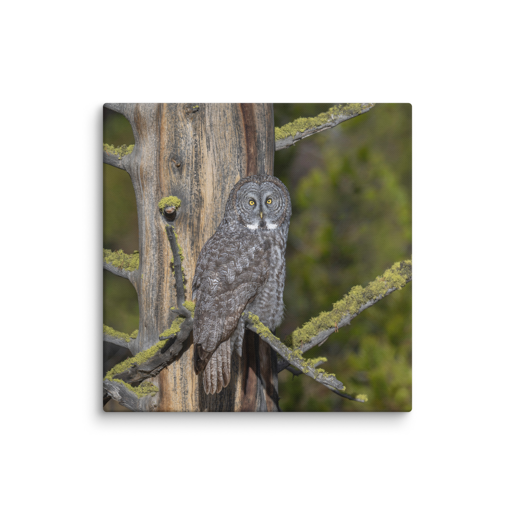 Great Grey Owl Basking in the Sun! Canvas - Image 9