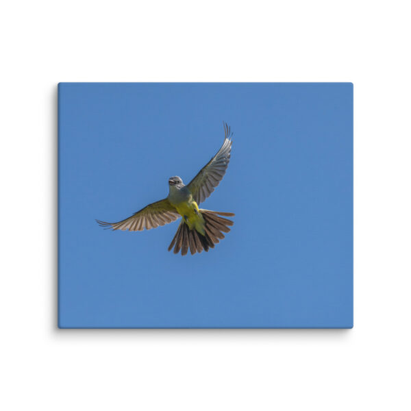 Western Kingbird Hovering Blue Sky! Canvas - Image 12